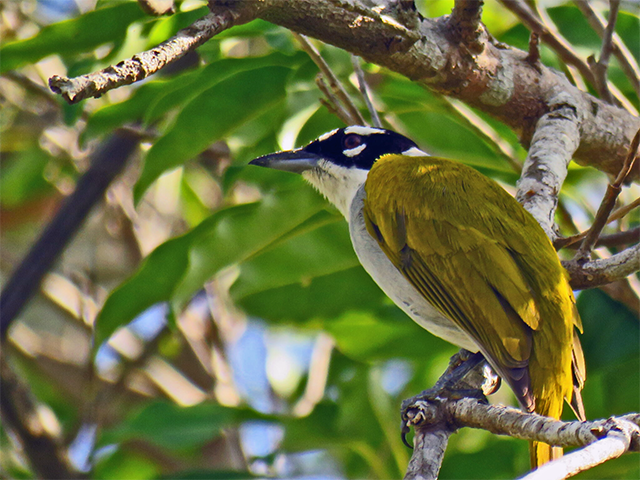 Black-crowned Palm-Tanager by Manny Ramirez